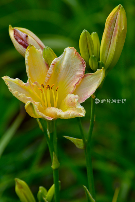 植物园的花花草草