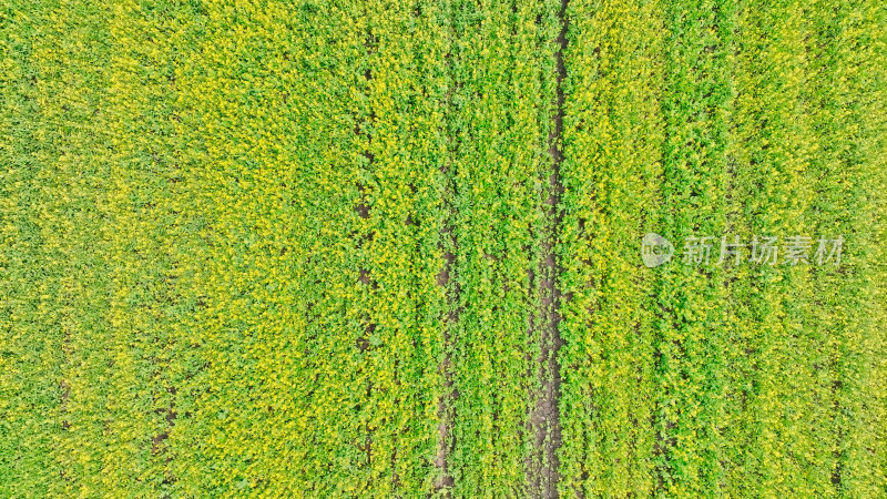 新疆伊犁生态农业油菜花田航拍