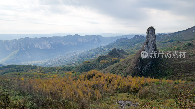 湖北恩施州大山顶林场水杉风景风光森林