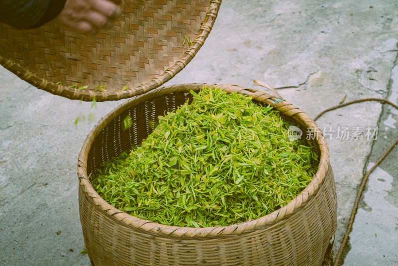 特写新鲜茶叶素材