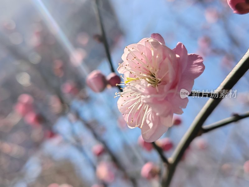 枝头盛开的粉色梅花特写