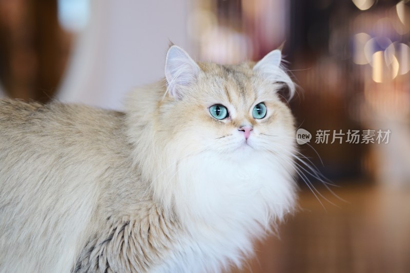 可爱的小猫