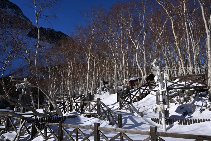 雪后山林中的木制栈道