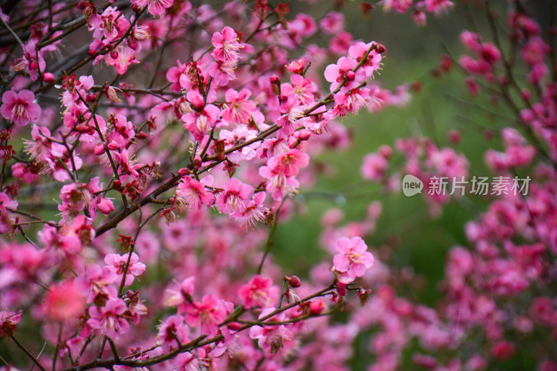 春天盛开的红色梅花