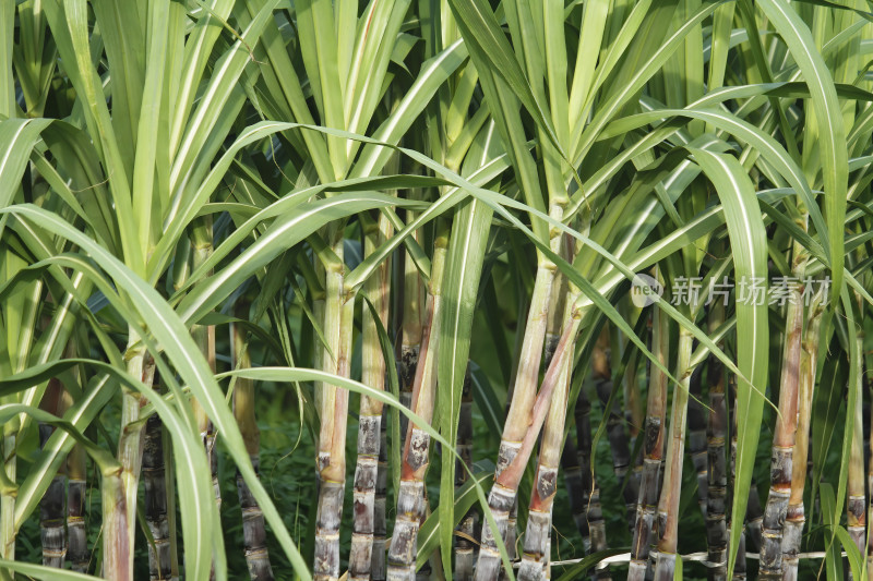 甘蔗地中的甘蔗植株特写