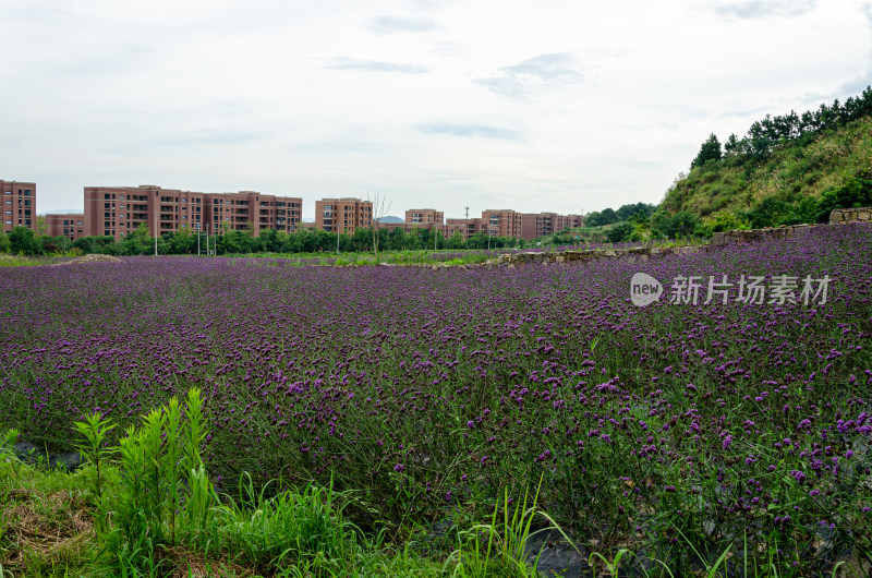 成片紫色花海前的多栋红砖建筑