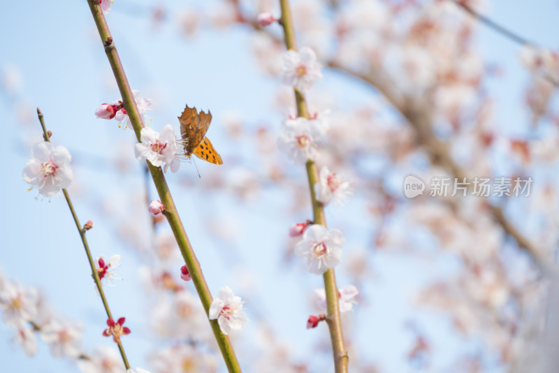 杭州西溪灵峰探梅梅花