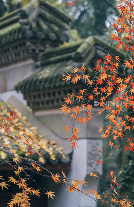 杭州韬光寺庙宇建筑旁秋景枫叶