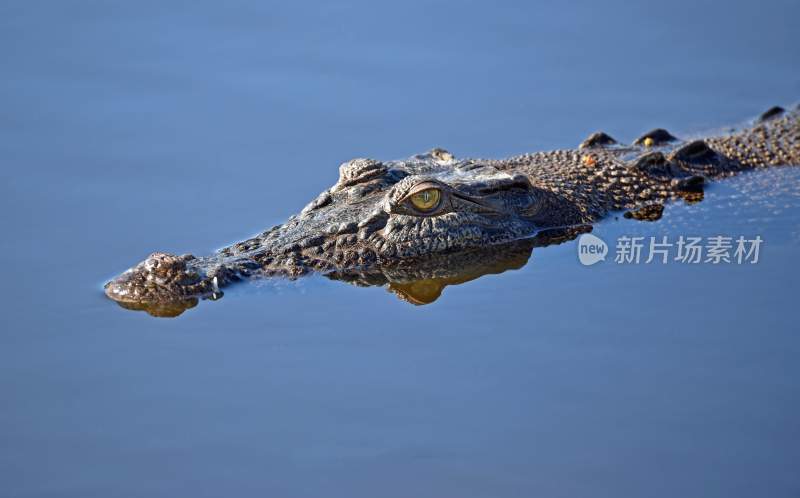 野生动物鳄鱼掠食动物