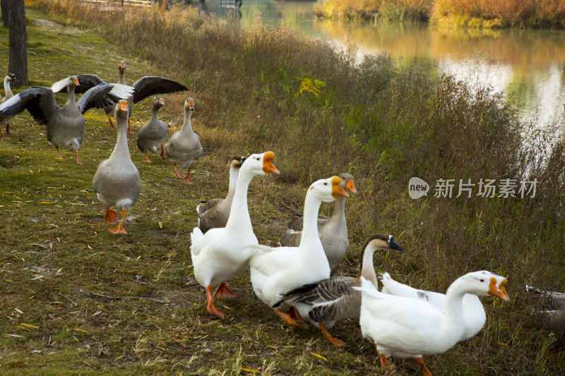 家禽燕鹅