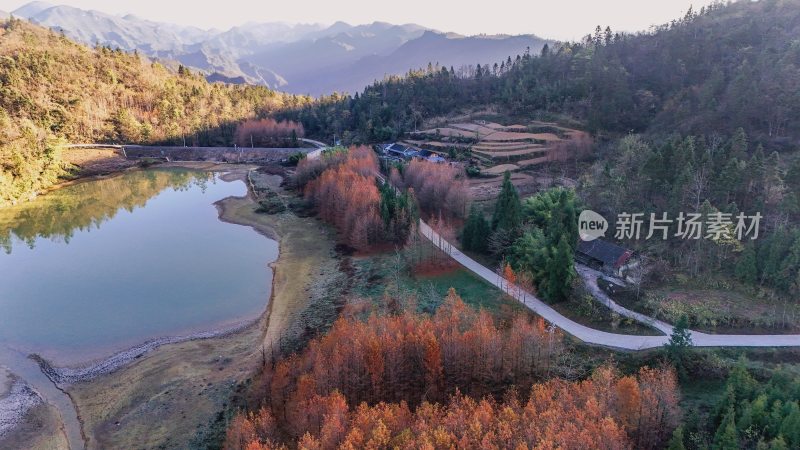 重庆酉阳：天山堡水杉红似火