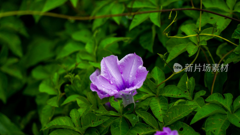 雨后清新牵牛花