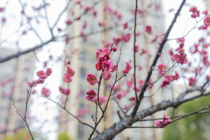 黄昏粉嫩梅花绽放于枝头的唯美画面