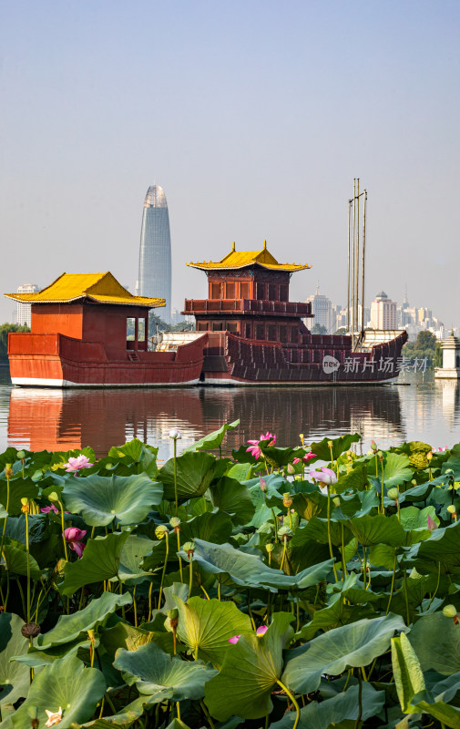 山东济南大明湖风景区夏日荷花景点景观