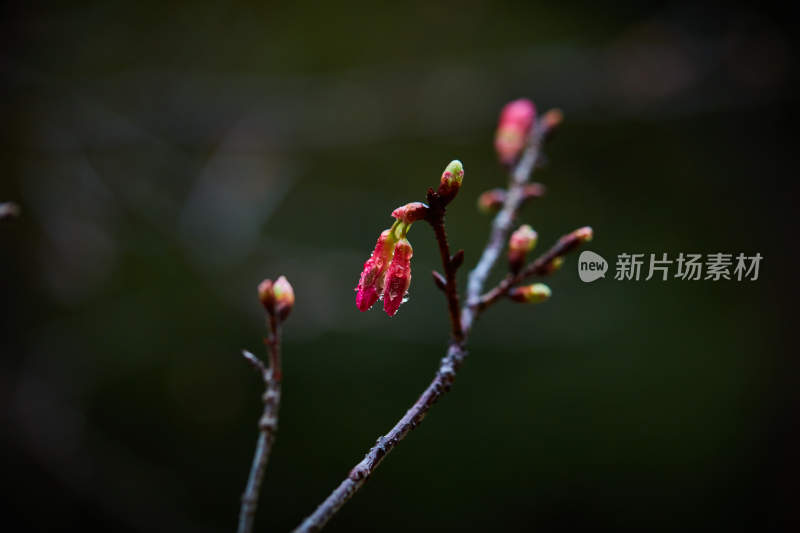 带水珠的枝头花卉特写