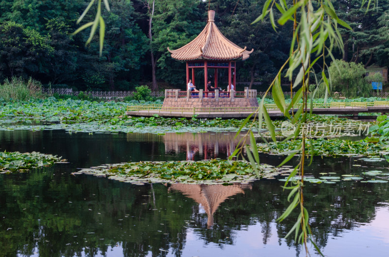 青岛中山公园小西湖夏日湖中小亭倒影