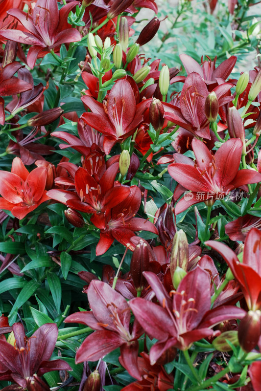 北京花乡公园百合花