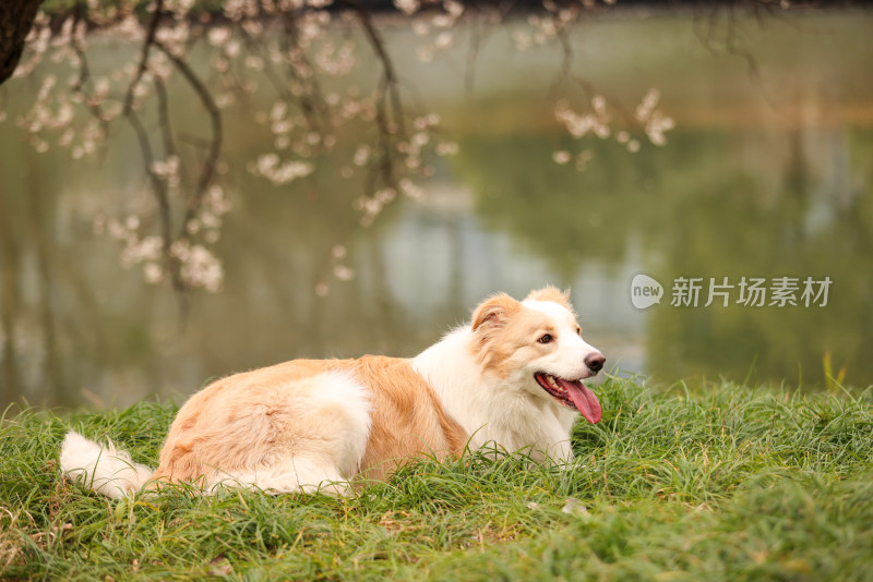 坐在湖边梅花树下的金色边境牧羊犬