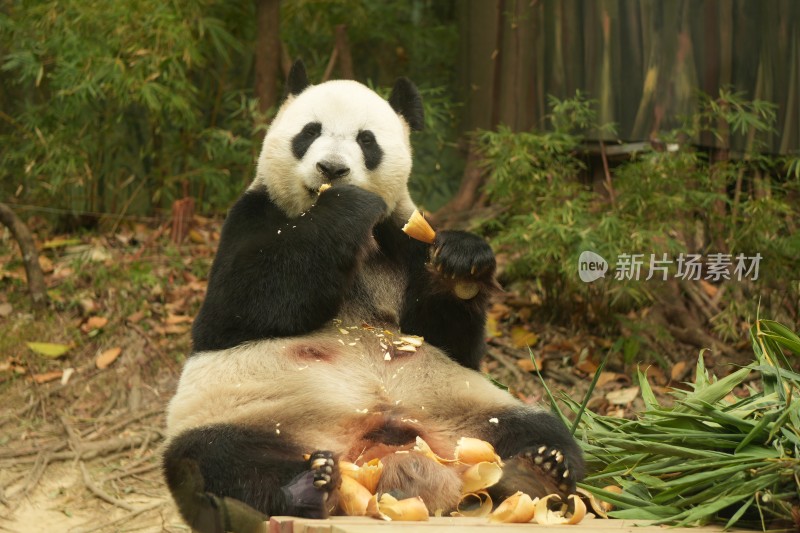 大熊猫萌萌采食画面