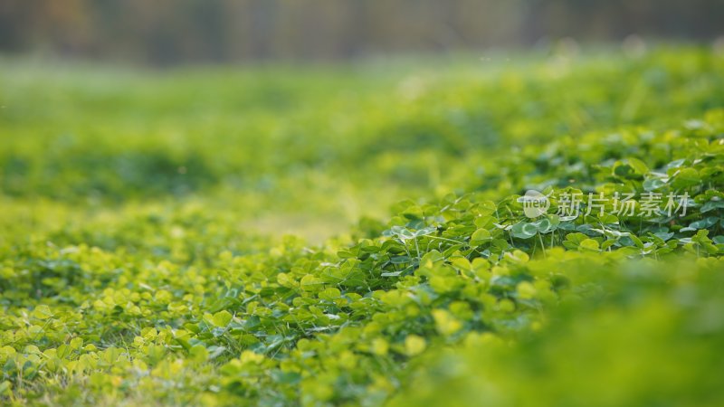 绿草如茵