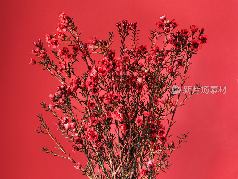 红色背景上的春节年花红色腊梅