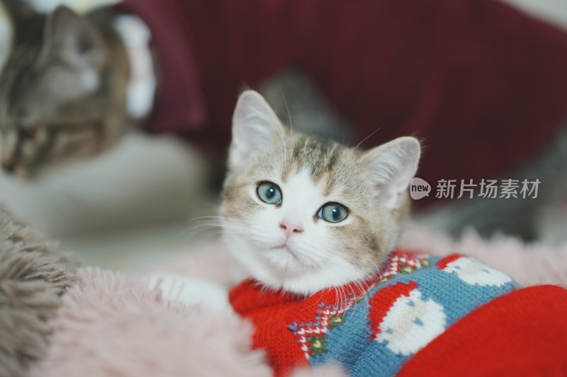 家里穿的衣服的小奶猫