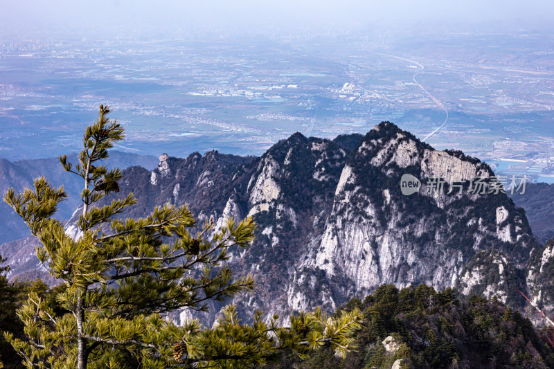 高山松树景观