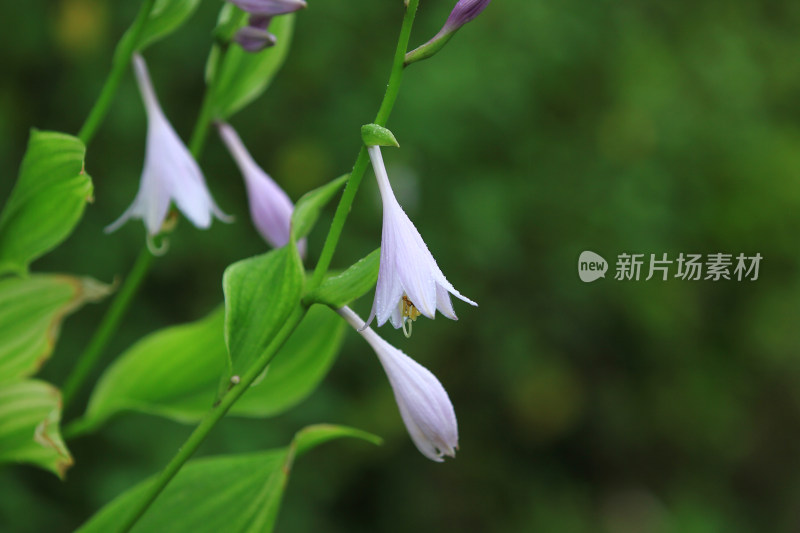 雨中的紫玉簪