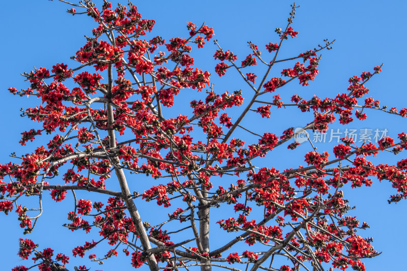 春天南粤盛开的木棉花
