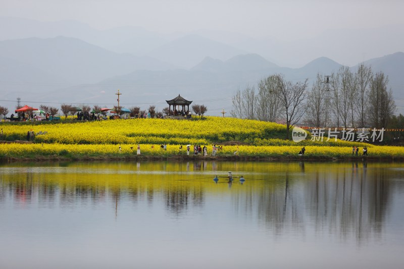 汉中皇塘的油菜花