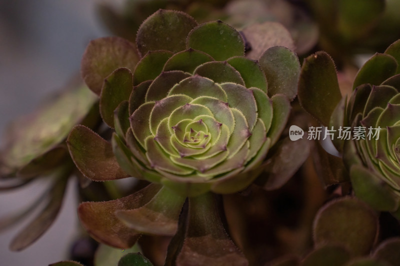 多肉植物绿植特写