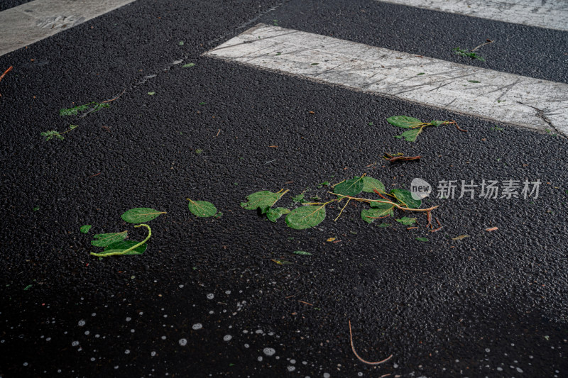 雨天碎叶马路
