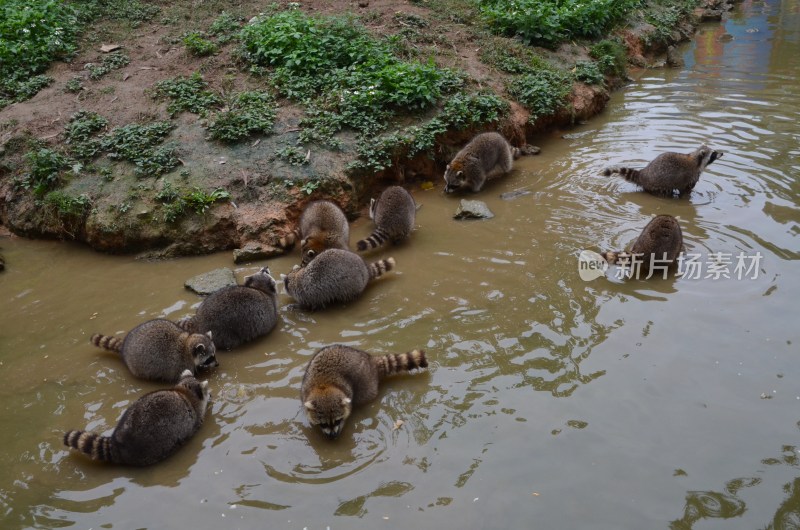 广东东莞：香市动物园小浣熊