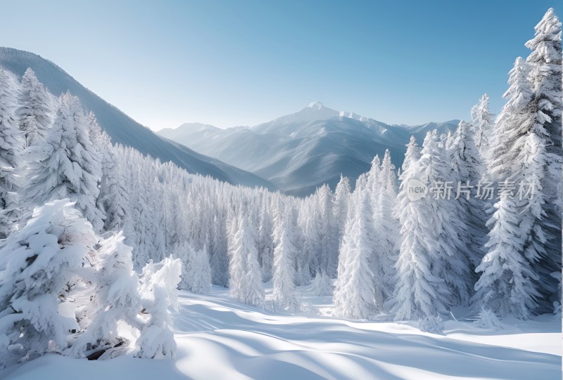 冬季森林白雪覆盖风景