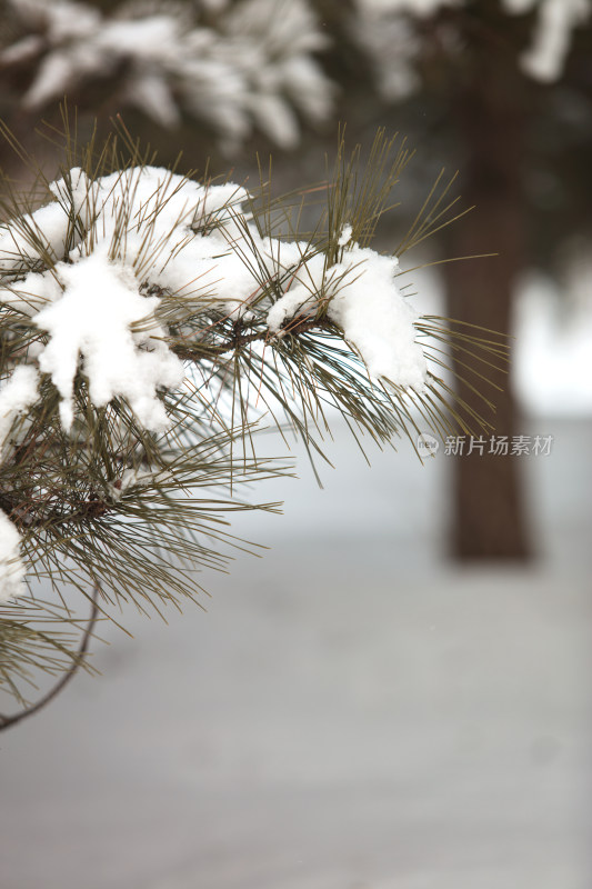 冬季白雪在松树枝头