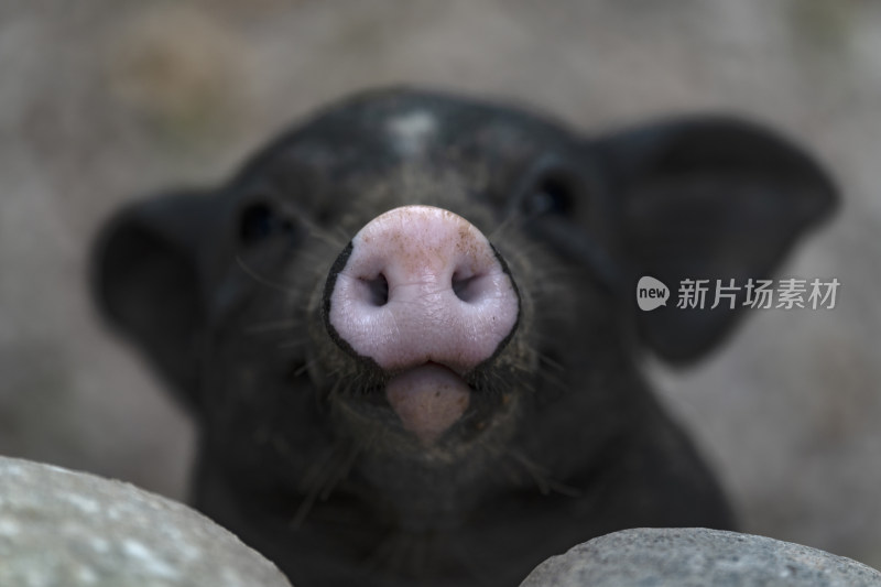 北京野生动物园香猪