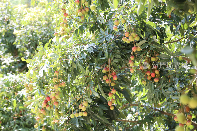 挂满荔枝的荔枝树