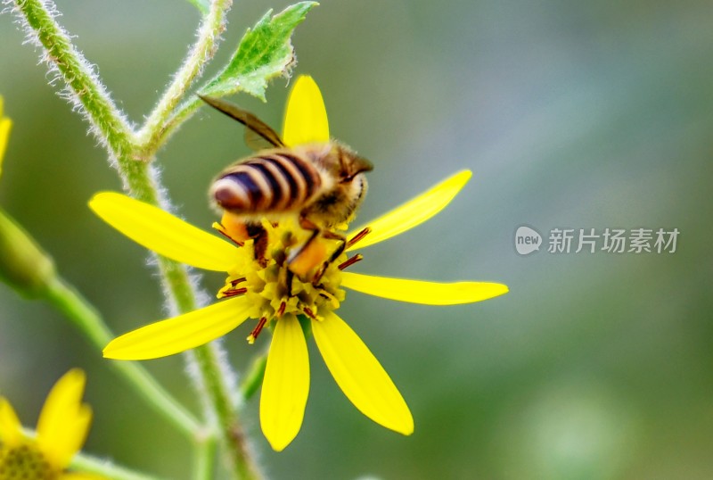 重庆酉阳：蜜蜂与鲜花