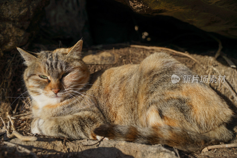 山林中的狸花猫野猫