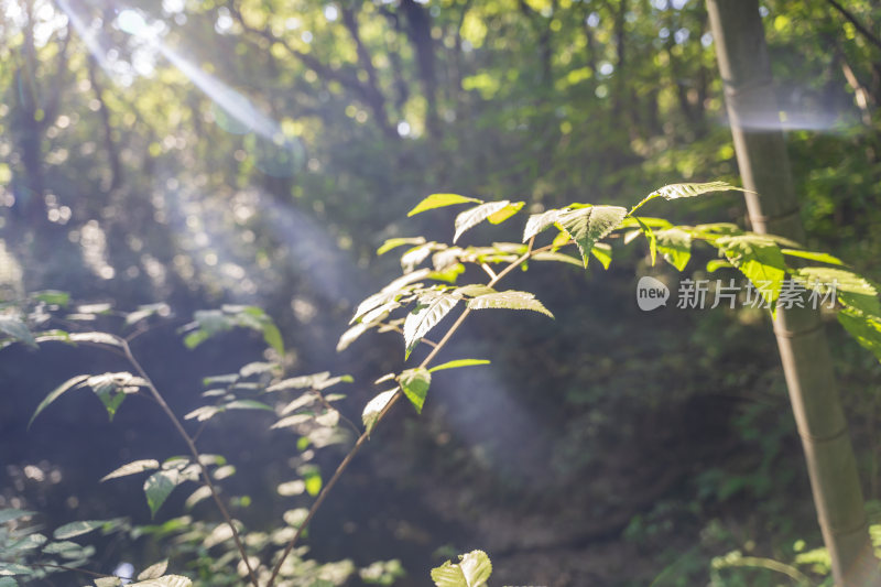 杭州宝石山景区挂牌山月牙池景点