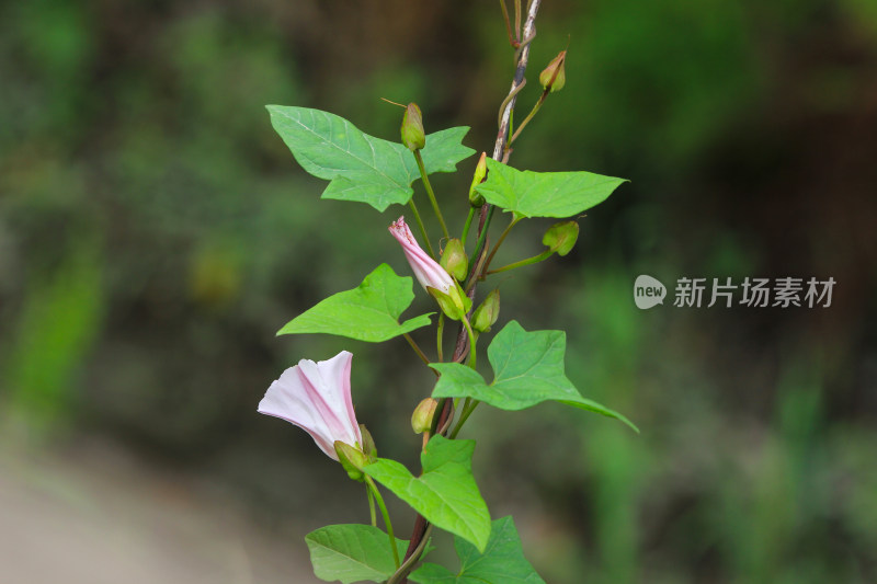 花草植物绿色背景