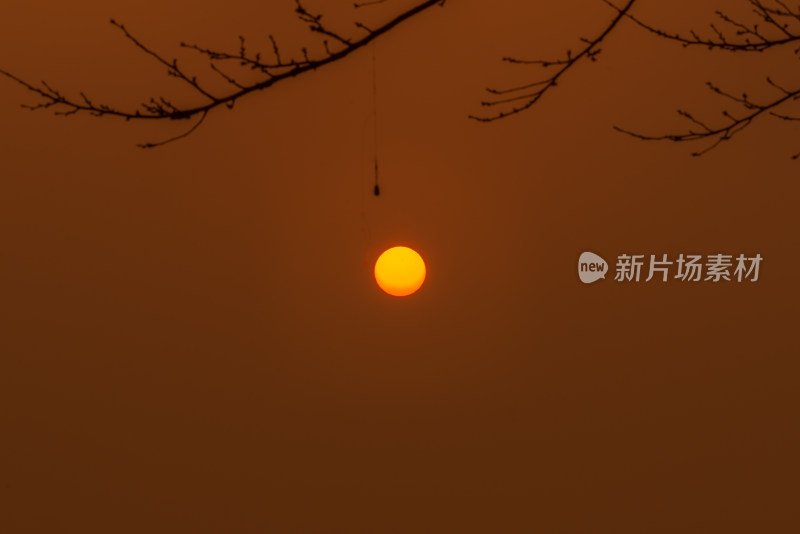 树枝旁夕阳西下的唯美景象