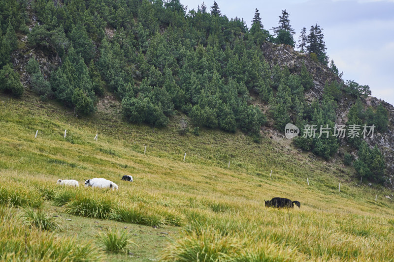 高山草甸的自然风光