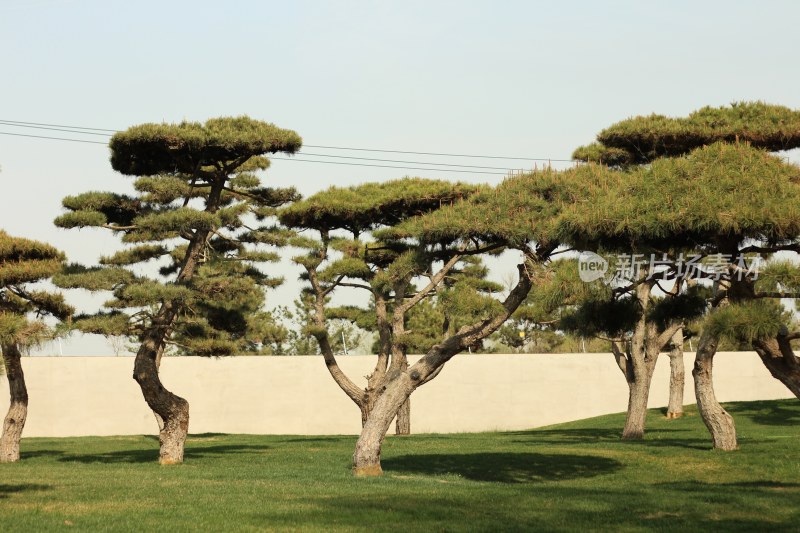 修剪造型松树景观