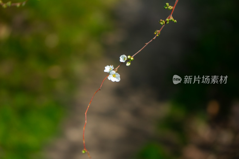 特写白色小花与细长花枝