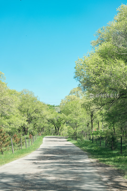 夏日林间乡村砂石路