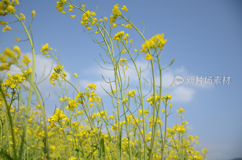 油菜花特写