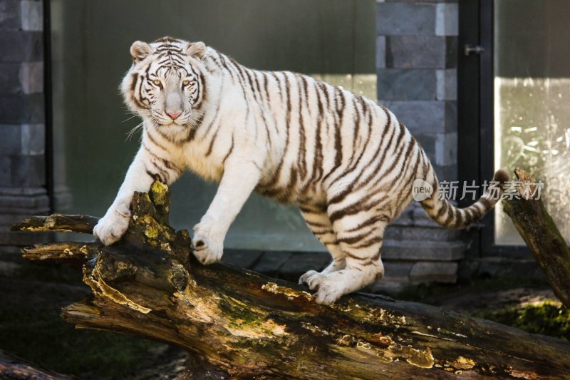 百兽之王老虎猛虎东北虎白虎虎威