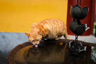 中国杭州永福寺的橘猫正在喝水