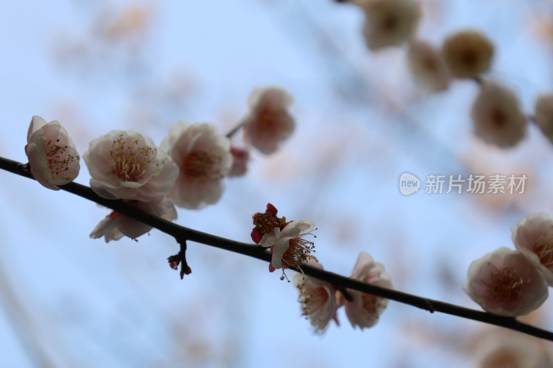 特写粉色梅花花枝